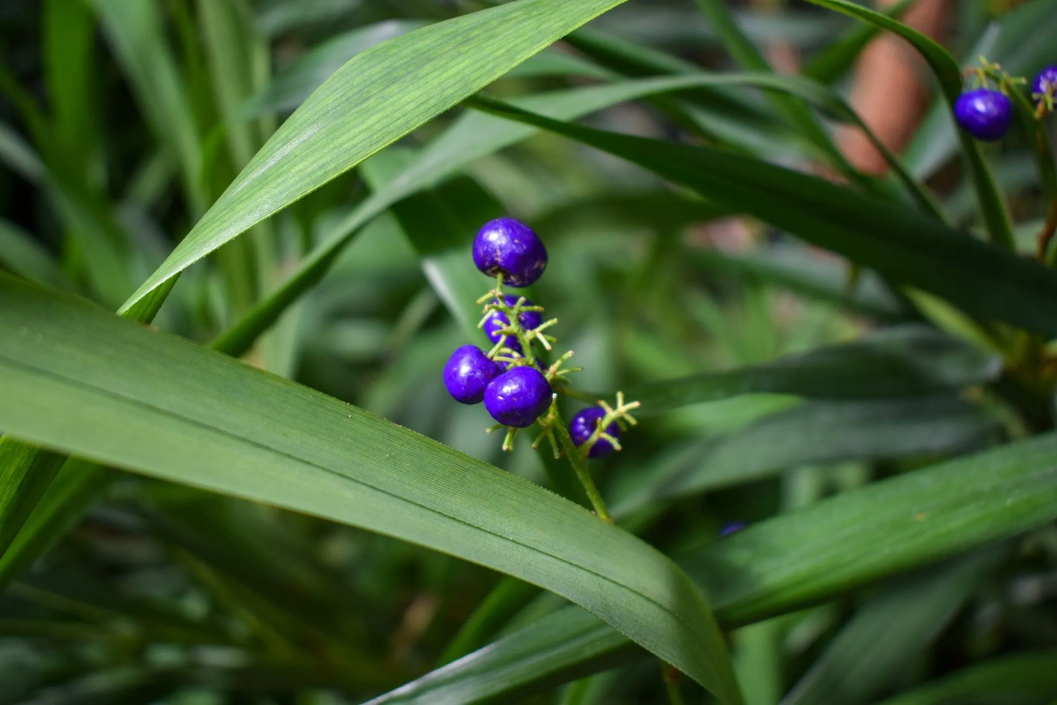 Blueberry Lily - Dianella caerulea
