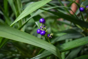 Blueberry Lily - Dianella caerulea
