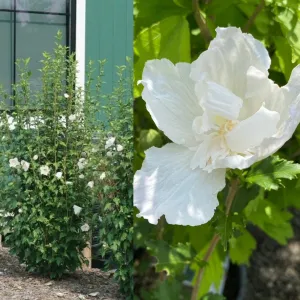 Hibiscus syr White Pillar #3