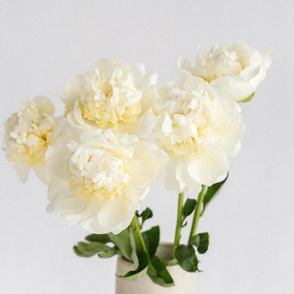 White Peonies for August Delivery