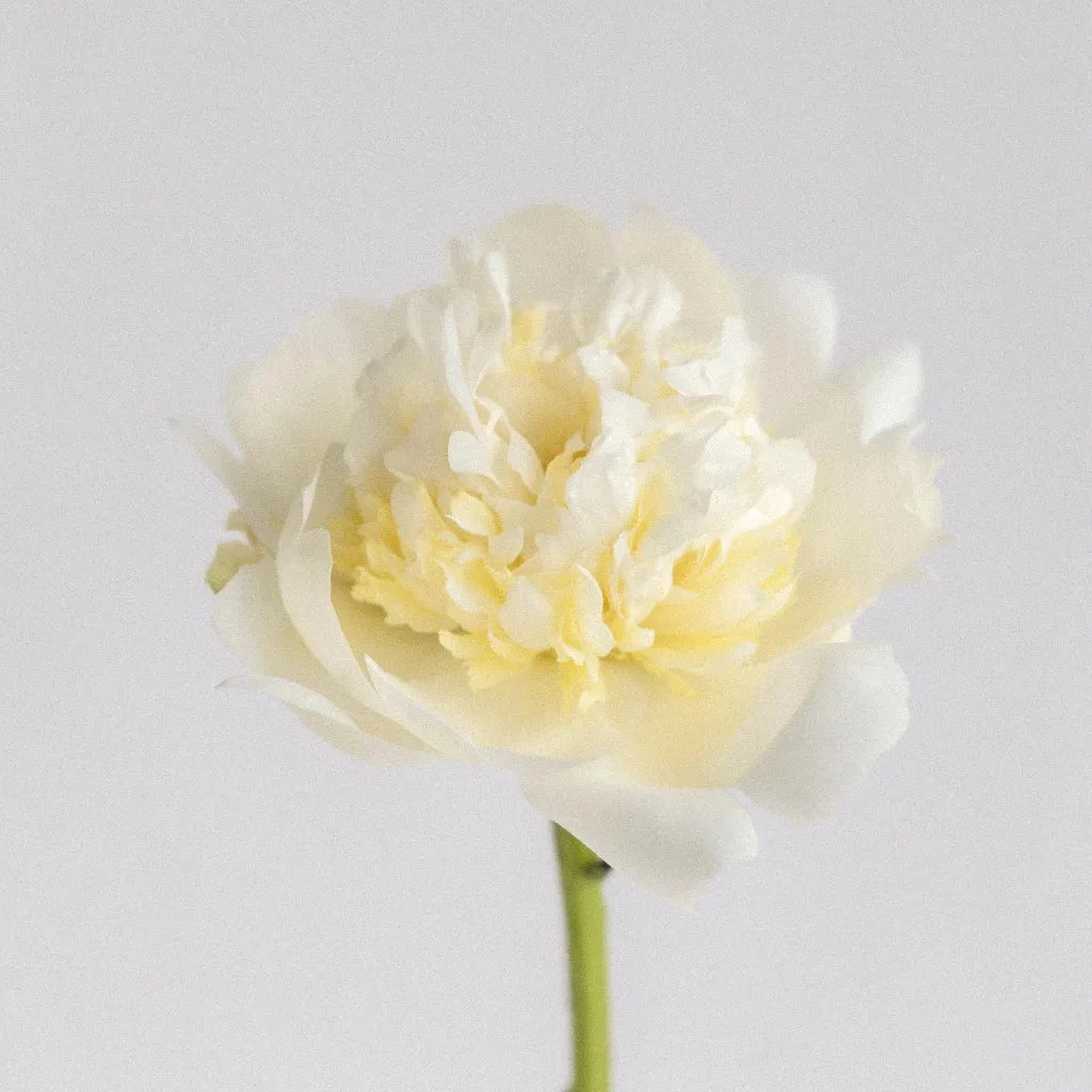 White Peonies for August Delivery