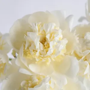 White Peonies for August Delivery