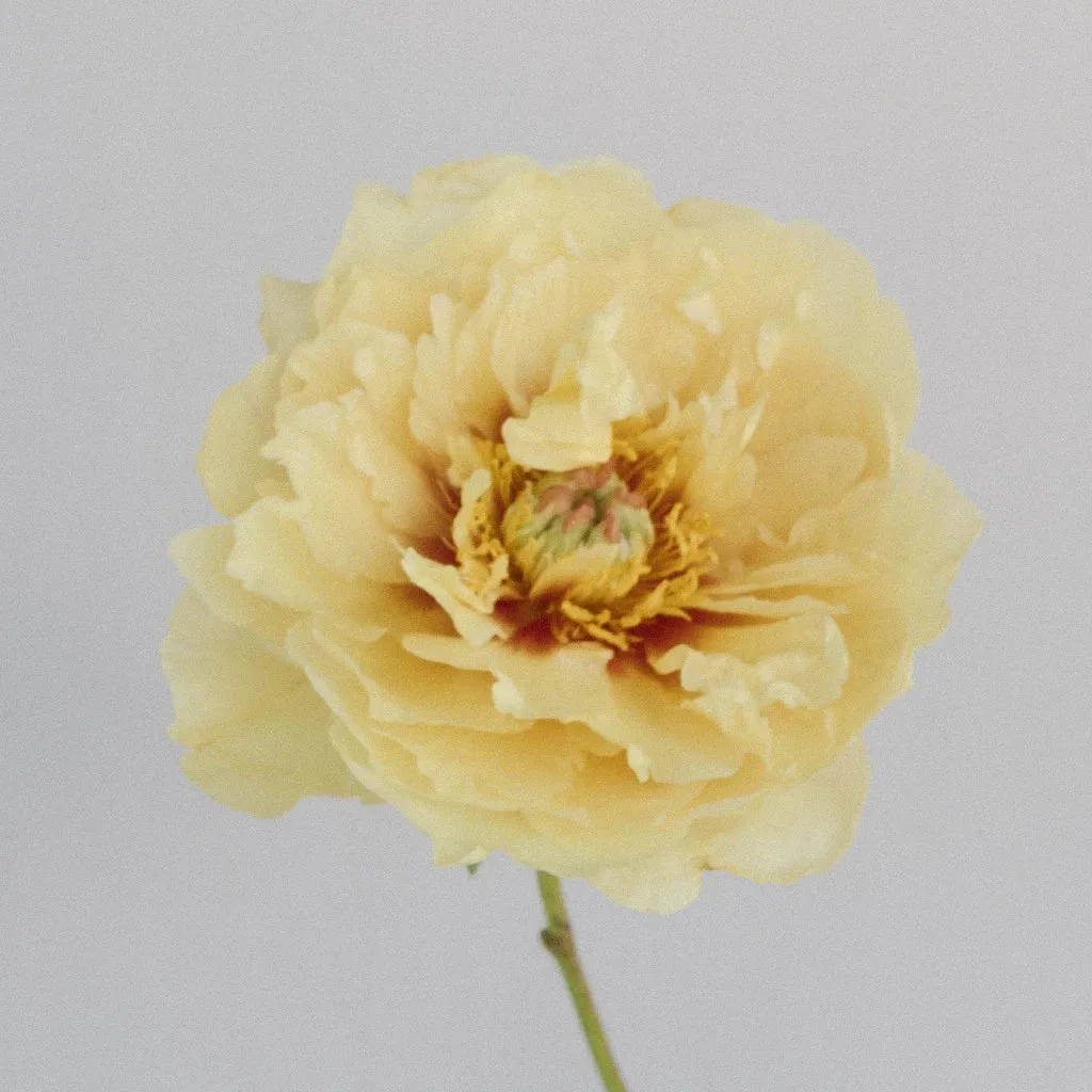 Yellow Peonies for November Delivery