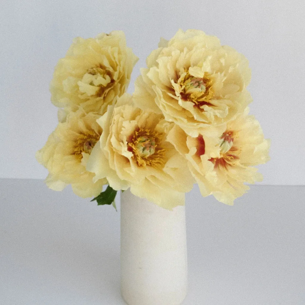 Yellow Peonies for November Delivery