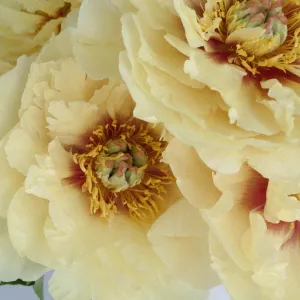 Yellow Peonies for November Delivery
